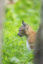 Eurasian lynx (Lynx lynx) youngster on a meadow, Bavaria, Germany