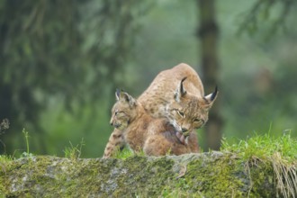 Eurasian lynx (Lynx lynx) mother with her youngster, Austria