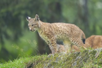 Eurasian lynx (Lynx lynx) youngster on a rock, Bavaria, Germany