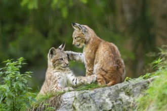 Eurasian lynx (Lynx lynx) youngsters on a rock, Bavaria, Germany