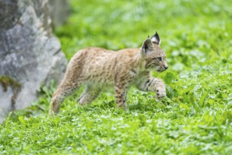Eurasian lynx (Lynx lynx) youngster on a meadow, Bavaria, Germany