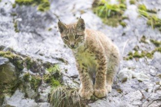 Eurasian lynx (Lynx lynx) youngster climbing on a rock, Bavaria, Germany