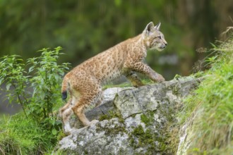 Eurasian lynx (Lynx lynx) youngster on a rock, Bavaria, Germany