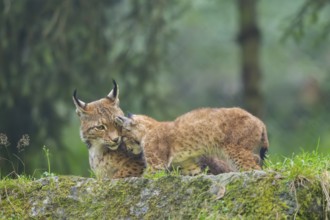 Eurasian lynx (Lynx lynx) mother with her youngster, Austria