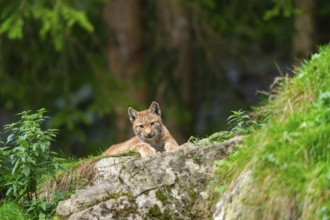 Eurasian lynx (Lynx lynx) youngster on a rock, Austria