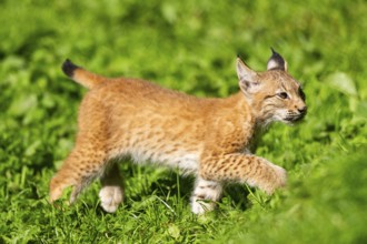 Eurasian lynx (Lynx lynx) youngster on a meadow, Bavaria, Germany