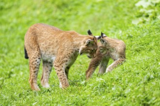 Eurasian lynx (Lynx lynx) mother with her youngster, Austria
