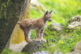 Eurasian lynx (Lynx lynx) youngster on a rock, Austria