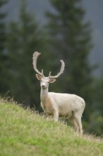 European fallow deer (Dama dama) stag on a meadow, tirol, Kitzbühel, Wildpark Aurach, Austria