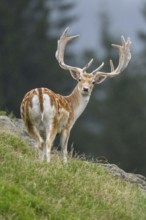 European fallow deer (Dama dama) stags on a meadow, tirol, Kitzbühel, Wildpark Aurach, Austria