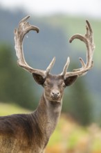 European fallow deer (Dama dama) stag, portrait, tirol, Kitzbühel, Wildpark Aurach, Austria