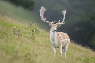 European fallow deer (Dama dama) stag on a meadow, tirol, Kitzbühel, Wildpark Aurach, Austria