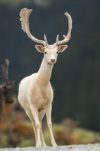 European fallow deer (Dama dama) stag, tirol, Kitzbühel, Wildpark Aurach, Austria