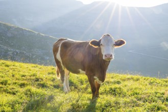 Cattle (Bos taurus) at sunrise in the Mountains at Hochalpenstraße, Pinzgau, Salzburg, Austria