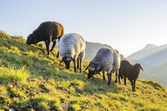 Domestic sheep (Ovis orientalis aries) at sunrise in the Mountains at Hochalpenstraße, Pinzgau,