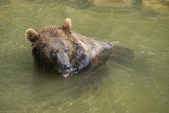 Eurasian brown bear (Ursus arctos arctos) in the water, Austria