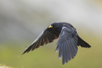 Yellow-billed chough (Pyrrhocorax graculus) in the mountains at Hochalpenstraße, Pinzgau, Salzburg,