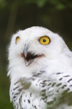Snowy owl (Bubo scandiacus), portrait, Bavaria, Germany
