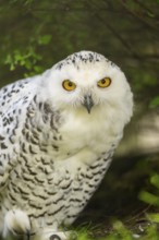 Snowy owl (Bubo scandiacus) sitting on the ground, Bavaria, Germany
