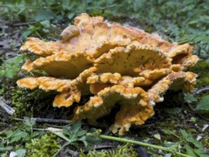 Tree sponge (Fomitopsidaceae)