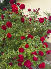 Rose bush, red roses, hybrid rose (Rosa hybrida)