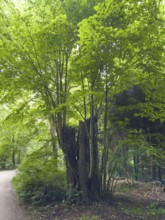 Many shoots come from a sawn-off deciduous tree