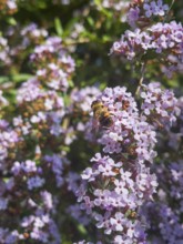 Narrow-leaved summer lilac, narrow-leaved butterfly bush (Buddleja alternifolia), drone sitting on