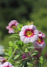 Blooming magic bells (Calibrachoa), in the countryside, North Rhine-Westphalia, Germany