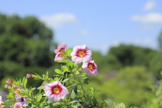 Blooming magic bells (Calibrachoa), in front of a blue sky, North Rhine-Westphalia, Germany