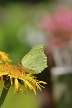 Lemon butterfly (Gonepteryx rhamny) on a yellow flower of a Great Telekie (Telekia speciosa),