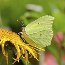 Lemon butterfly (Gonepteryx rhamny) on a yellow flower of a Great Telekie (Telekia speciosa), macro