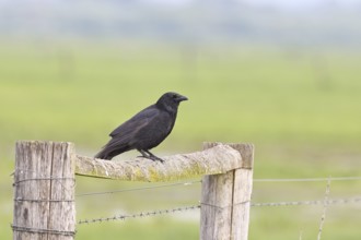 Raven crow (Corvus corone), sitting on a pasture gate, Ochsenmoor, Dümmer See, Hüde, Lower Saxony,