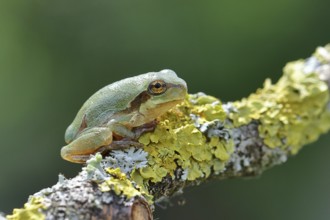 European tree frog (Hyla arborea) sitting on a lichen-covered branch in its natural environment,
