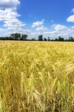 Grain field, in front of harvest, barley, near Bottrop-Kirchhellen, North Rhine-Westphalia, Germany