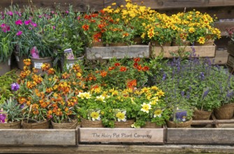 Flowering plants in coir pots by the Hairy Pot Plant Company, Wiltshire, England, UK on sale at a