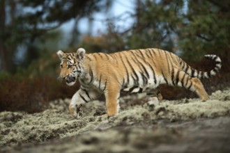 Impressive... Royal Bengal tiger (Panthera tigris tigris) or Indian tiger, still quite young