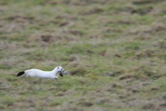 Nimble mouser... Ermine (Mustela erminea) in white winter fur, has caught a mouse, runs, jumps at a