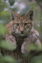 Eye contact... Eurasian lynx (Lynx lynx), playful young, hiding in a tree, looking directly into