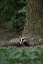 Young badger leaving the badger cove... European badger (Meles meles) in natural environment in the