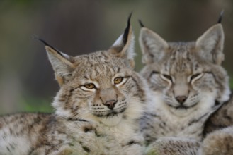 Cat faces... Eurasian lynx (Lynx lynx), two lynxes lying close together, detailed shot of the