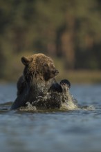 Water-loving... European brown bear (Ursus (genus) arctos), bear bathing in a body of water,