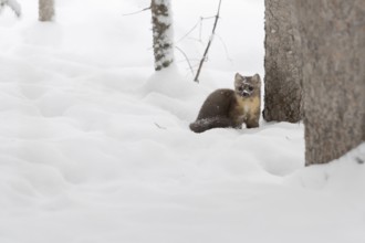 Pine marten (Martes americana) in winter, sitting in the forest between trees in the high snow,