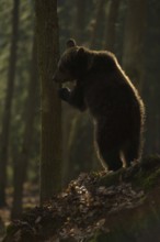 On two legs... European brown bear (Ursus arctos) standing upright on its hind paws, hiding behind