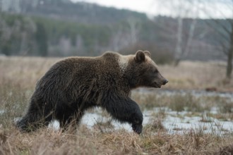 Roaming... European brown bear (Ursus arctos), young bear running across an open area in late