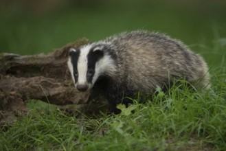 Just like in a picture book... European badger (Meles meles), young badger in the forest, detailed