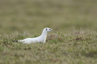 On the hunt... Ermine (Mustela erminea) in white winter fur on a pasture, meadow while hunting,