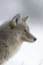 Silent observer... Coyote (Canis latrans) in winter during heavy snowfall, detailed close-up, head