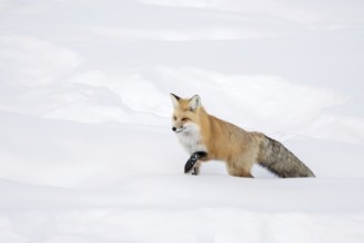 Fox, red fox (Vulpes vulpes) in winter, running through deep snow, searching his way through high