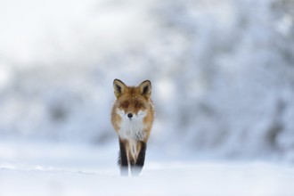 Eye contact... Red fox (Vulpes vulpes) runs through a snow-covered landscape along the edge of the