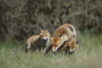 Fox family... Red fox (Vulpes vulpes), fox fawn, fawn with offspring, two young foxes, female fox